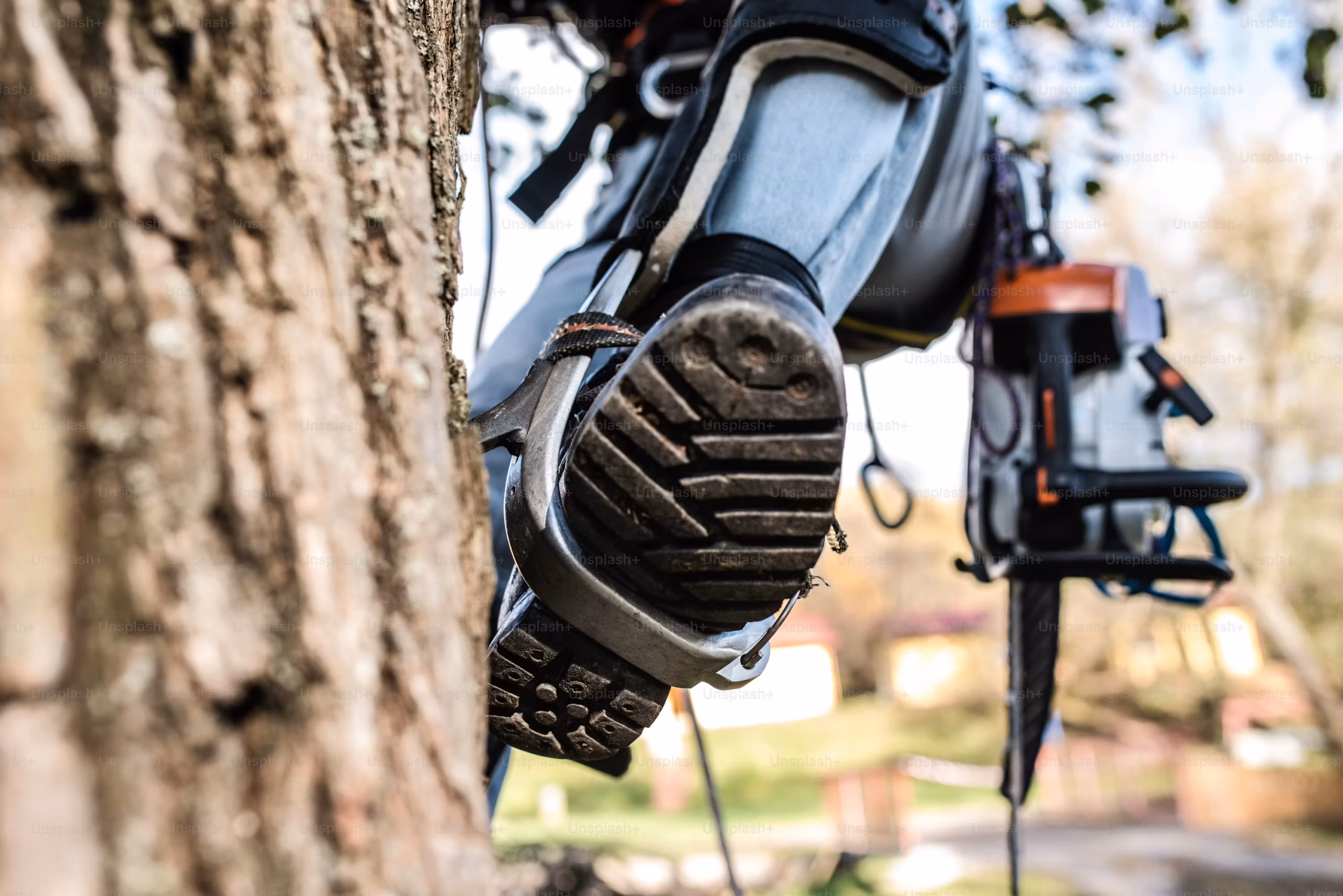 Professional arborist working on a tree